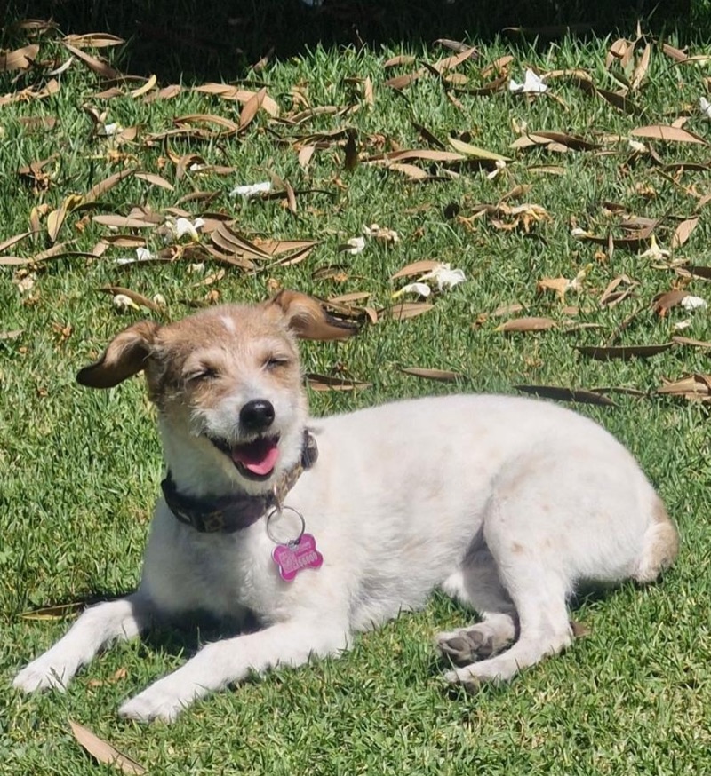 Trixie